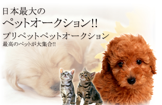���{�ő�̃y�b�g�I�[�N�V����!!
�v���y�b�g�y�b�g���[��
�ō��̃y�b�g����W��!!
�V�K�����W��!!
������Ȃ� �N���25,000�~